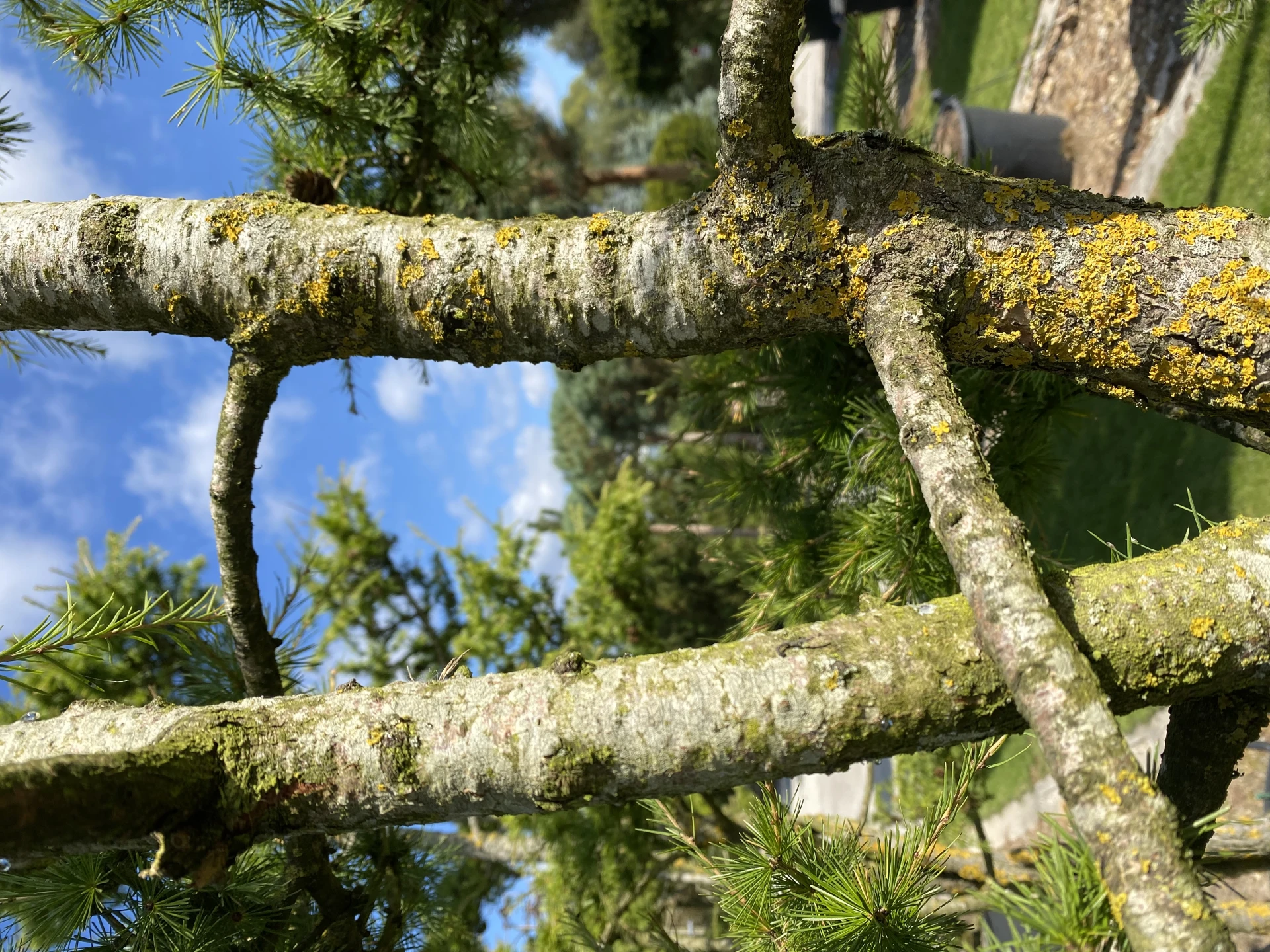 Larix decidua (Modrzew europejski)