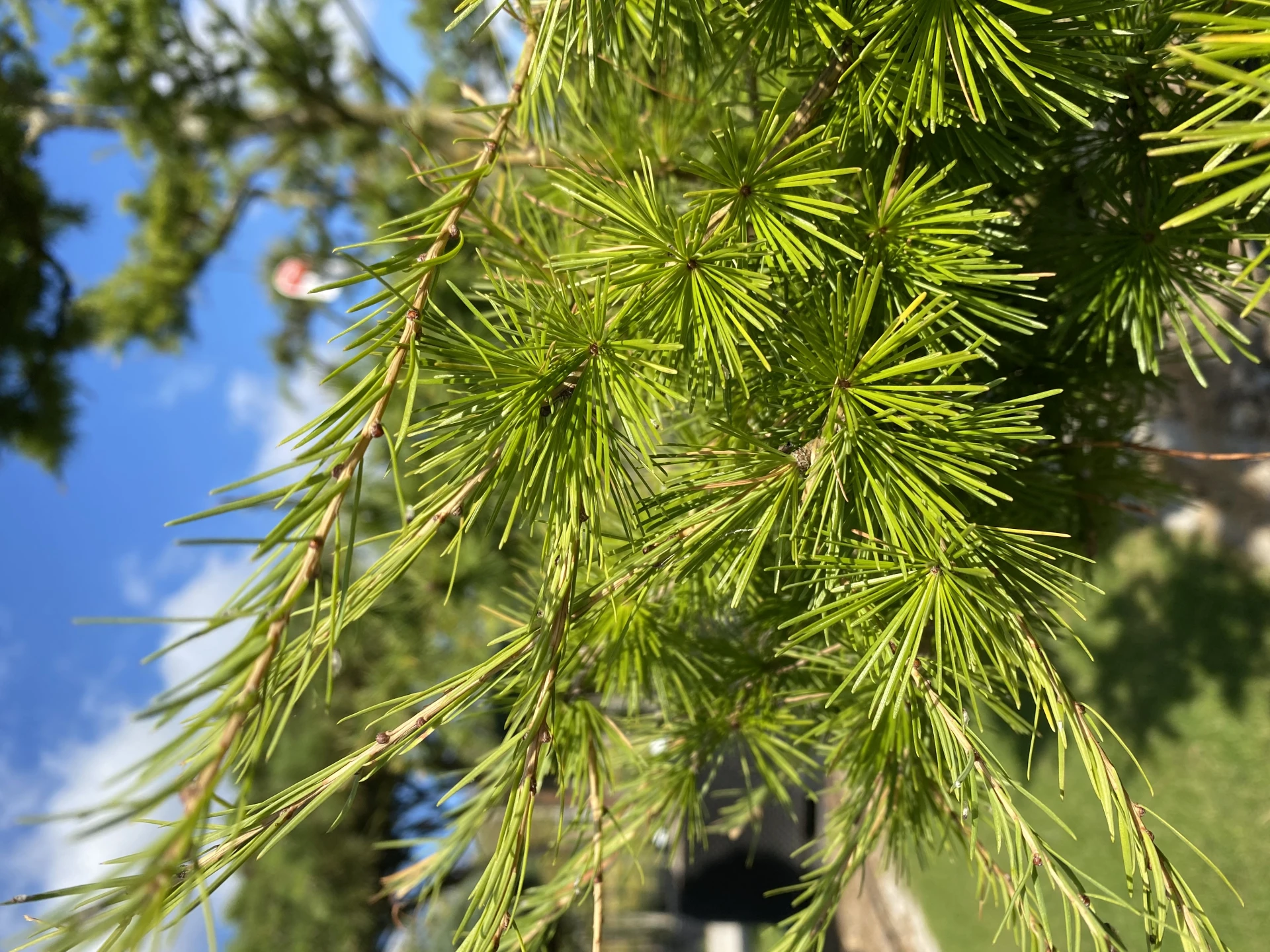 Larix decidua (Modrzew europejski)