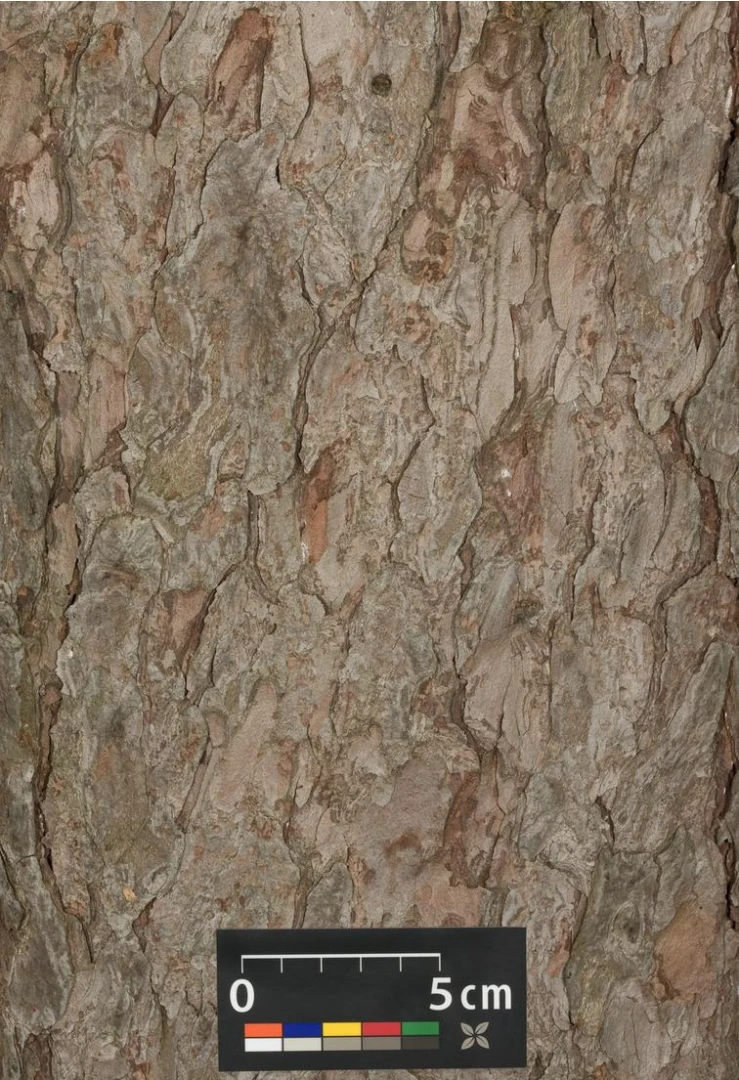 Larix decidua (Modrzew europejski)
