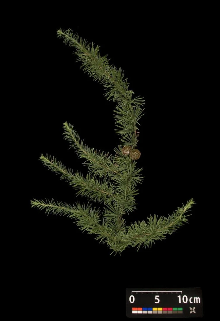 Larix decidua (Modrzew europejski)