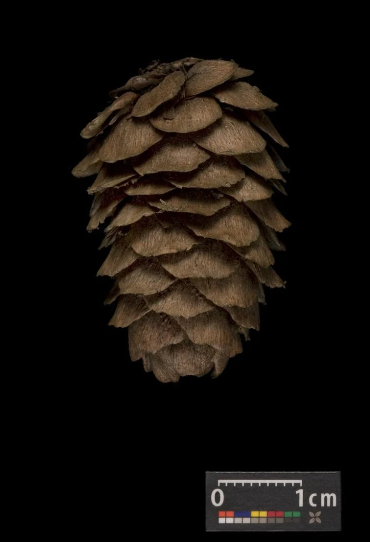 Larix decidua (Modrzew europejski)