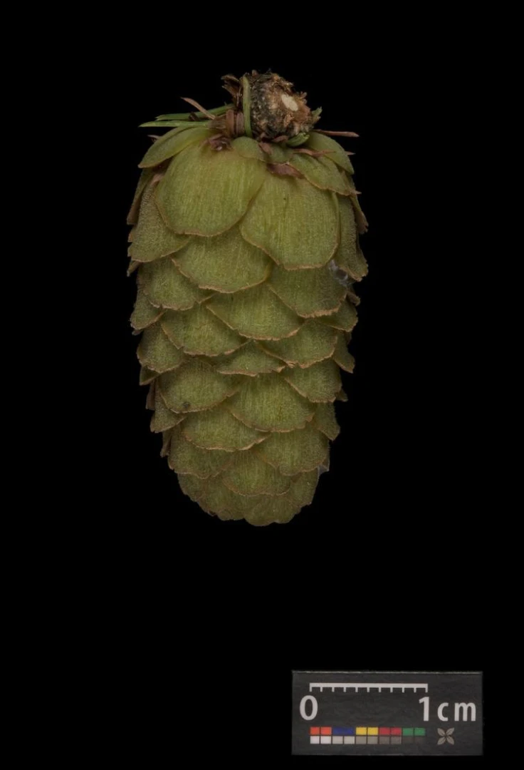 Larix decidua (Modrzew europejski)