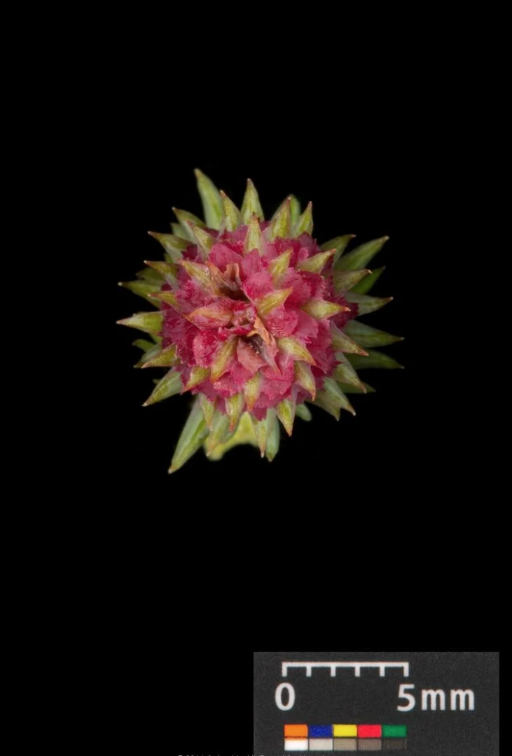 Larix decidua (Modrzew europejski)