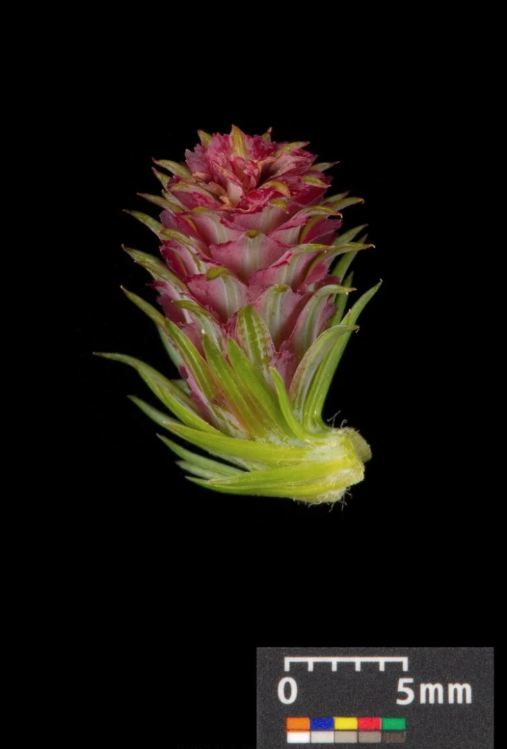 Larix decidua (Modrzew europejski)