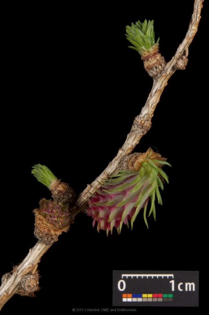 Larix decidua (Modrzew europejski)