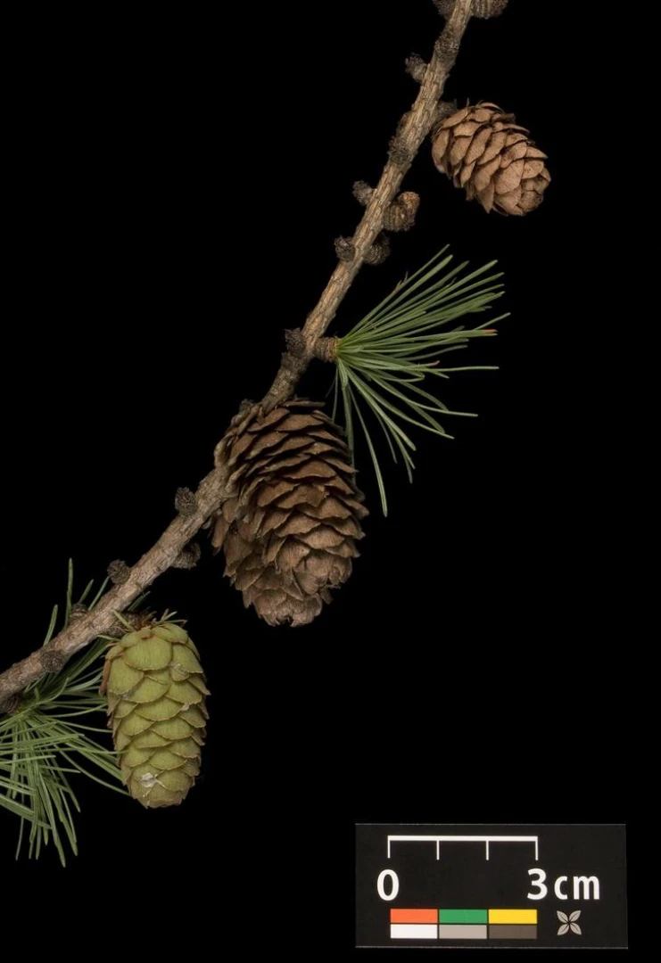 Larix decidua (Modrzew europejski)