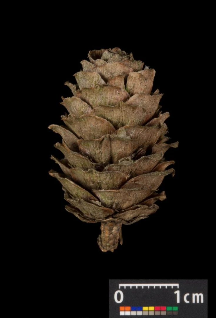 Larix decidua (Modrzew europejski)