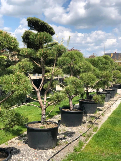 Pinus sylvestris (Sosna pospolita)