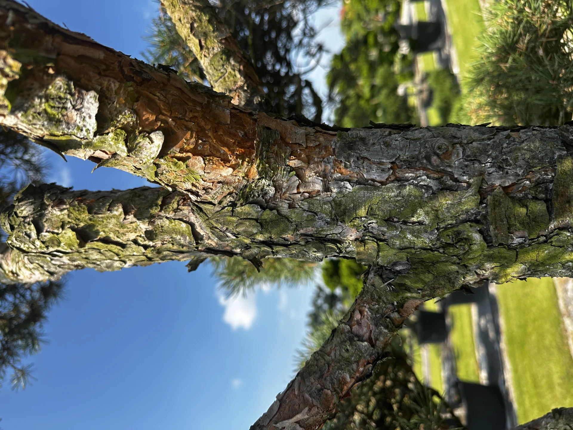 Pinus sylvestris (Sosna pospolita)