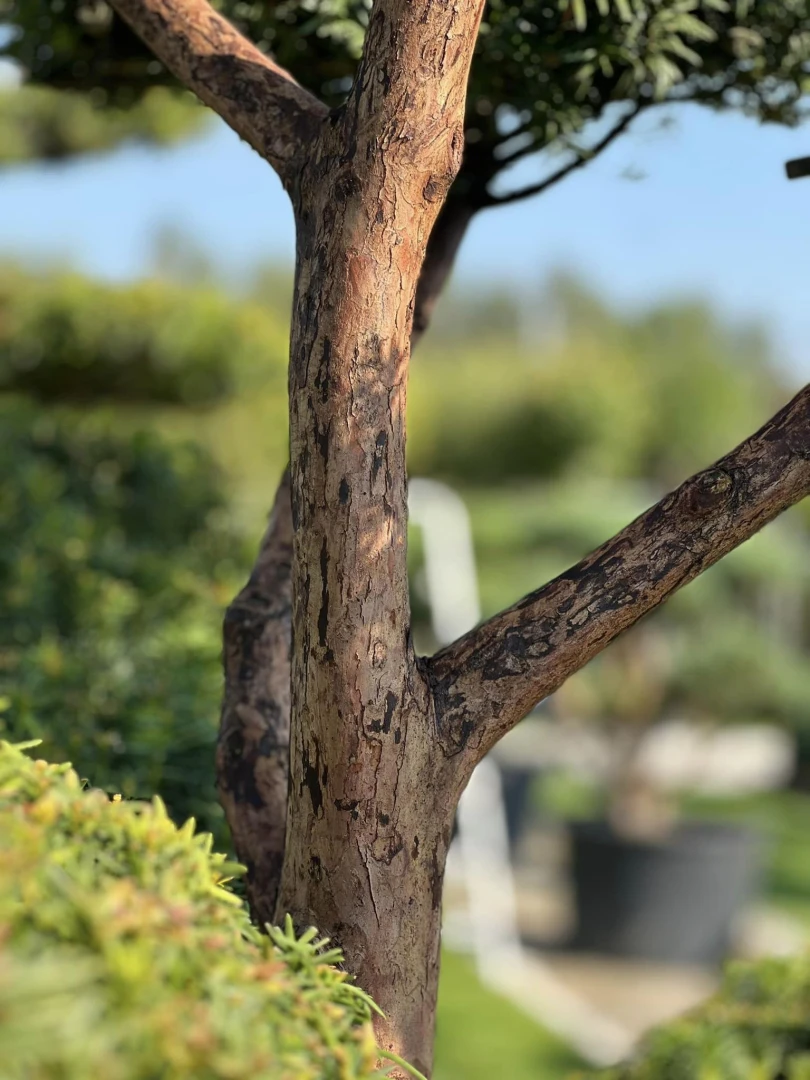 Taxus ×media 'Hilli' (Cis pośredni 'Hilli')