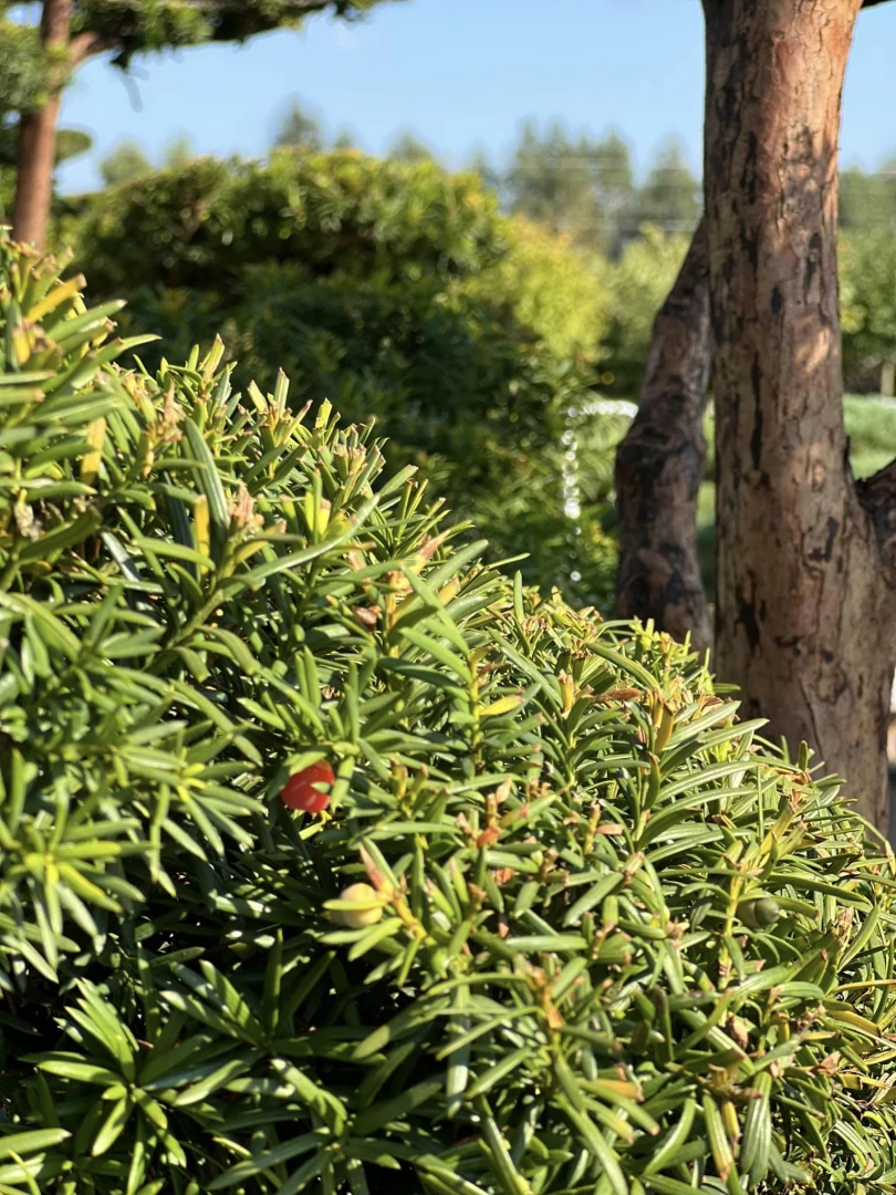 Taxus ×media 'Hilli' (Cis pośredni 'Hilli')