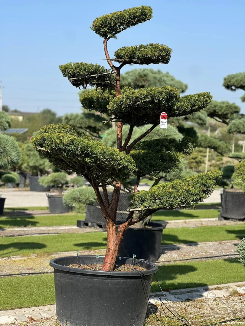 Taxus ×media 'Hilli' (Cis pośredni 'Hilli')