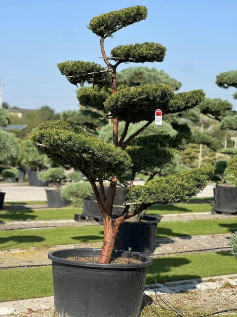Taxus ×media 'Hilli' (Cis pośredni 'Hilli')