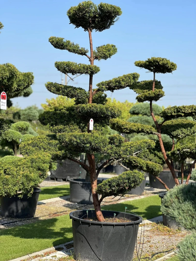 Taxus ×media 'Hilli' (Cis pośredni 'Hilli')