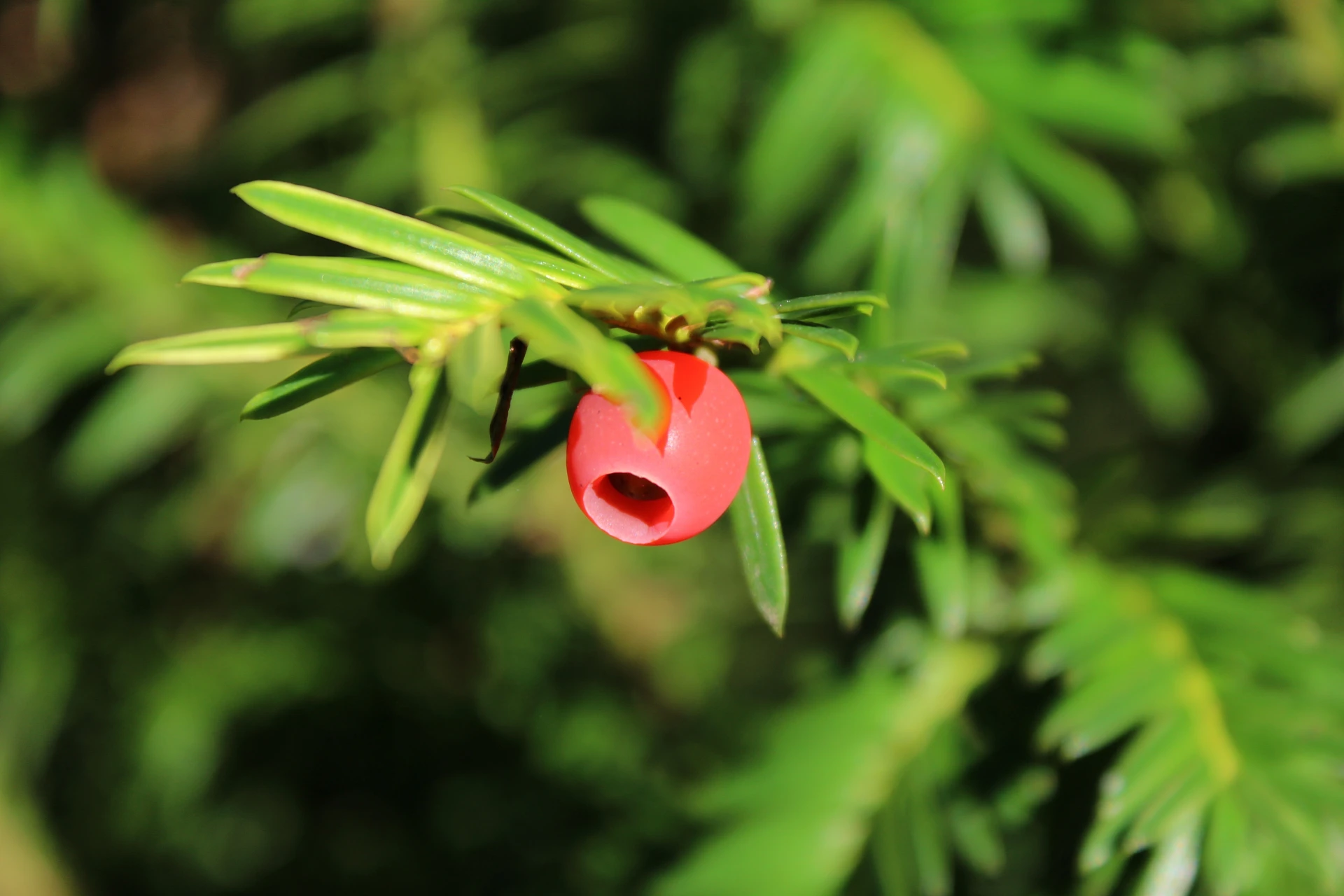 Taxus ×media 'Hilli' (Cis pośredni 'Hilli')