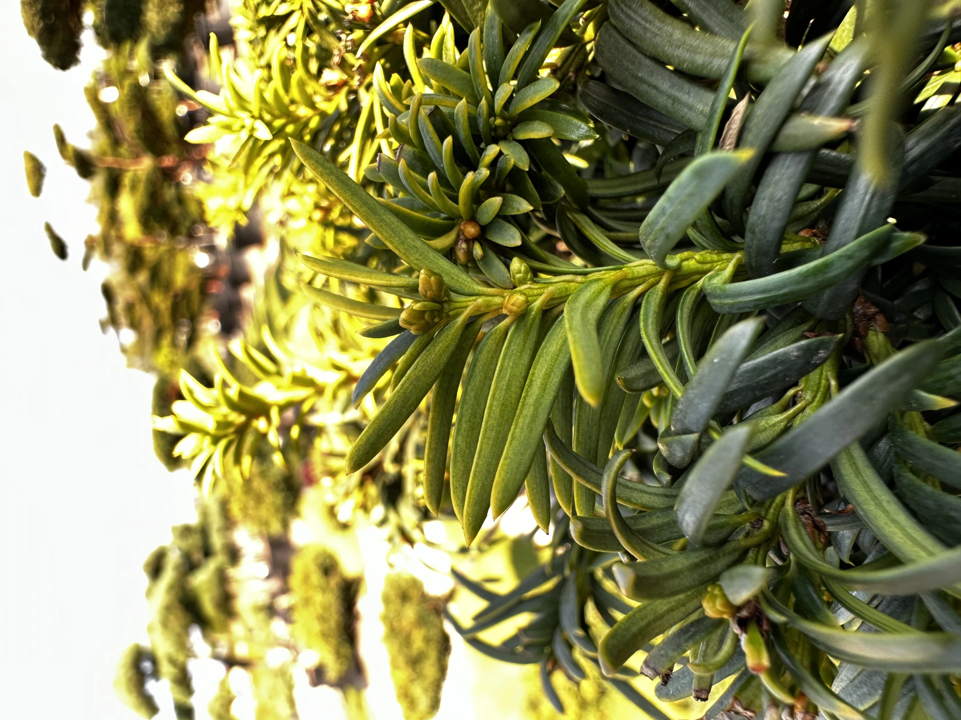 Taxus ×media 'Hilli' (Cis pośredni 'Hilli')