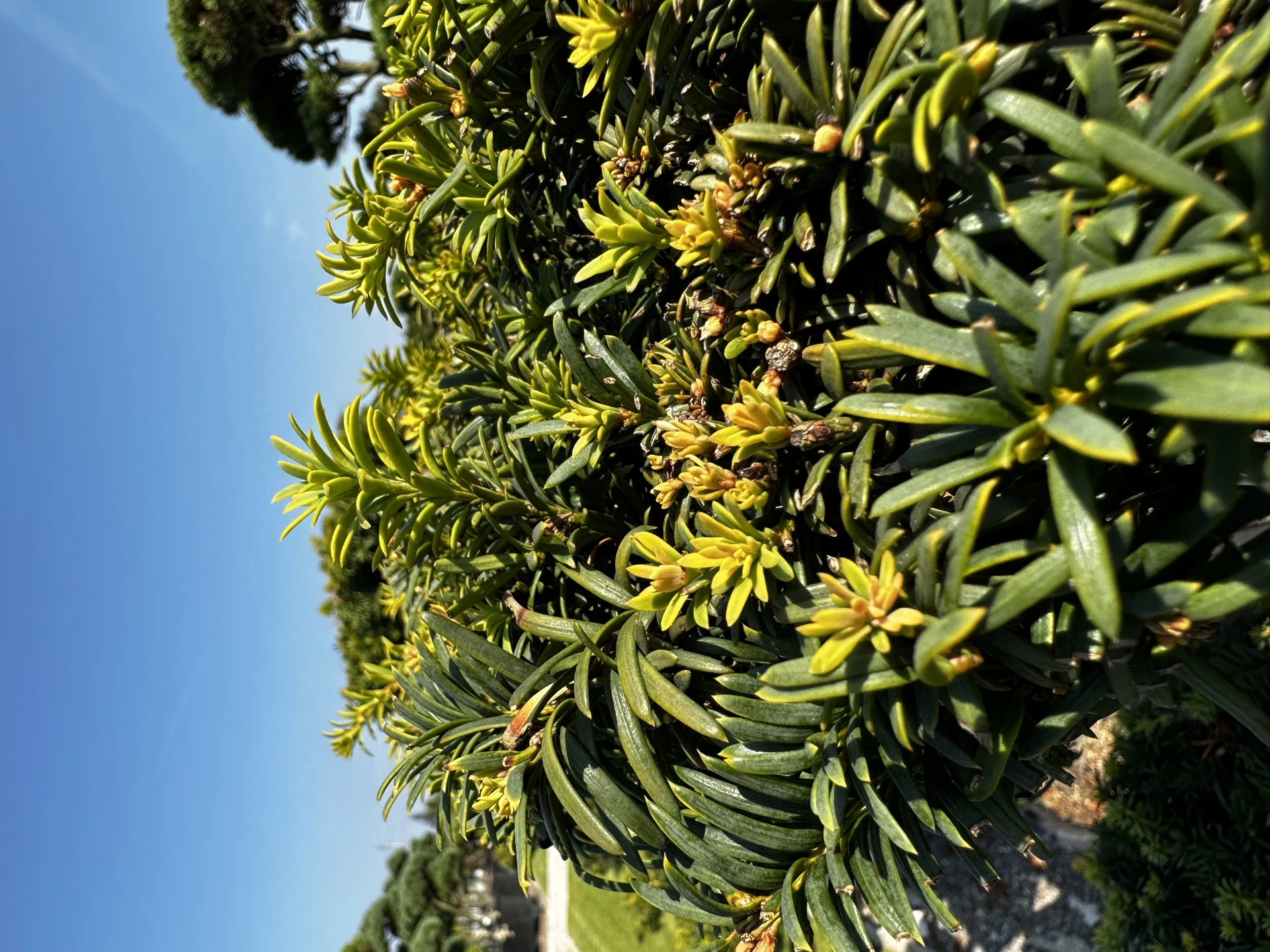 Taxus ×media 'Hilli' (Cis pośredni 'Hilli')