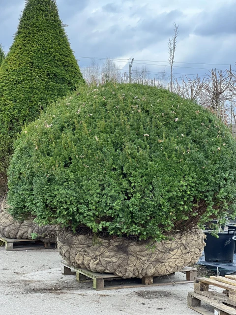 Taxus baccata ( Cis pospolity )