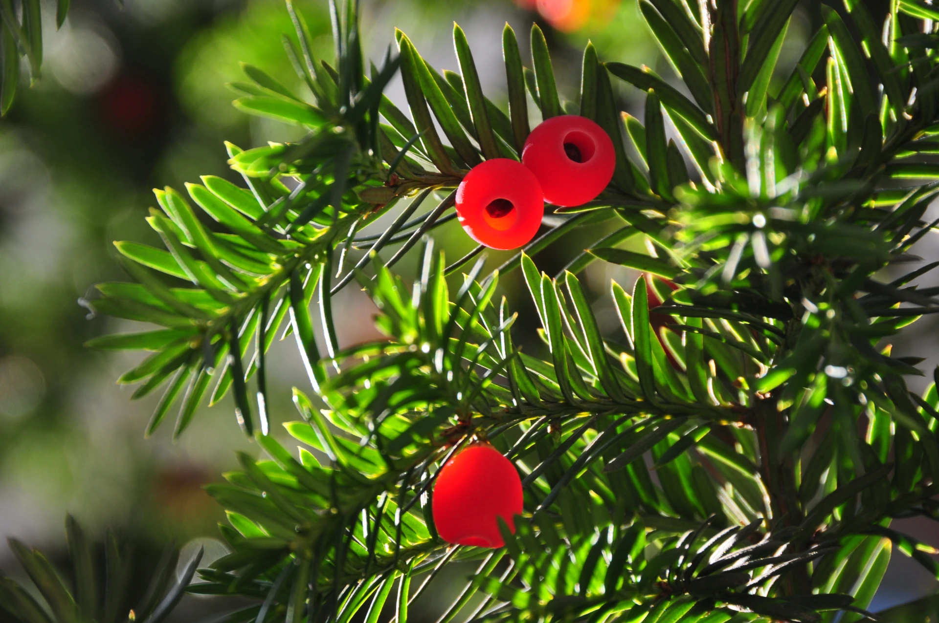 Taxus baccata ( Cis pospolity )