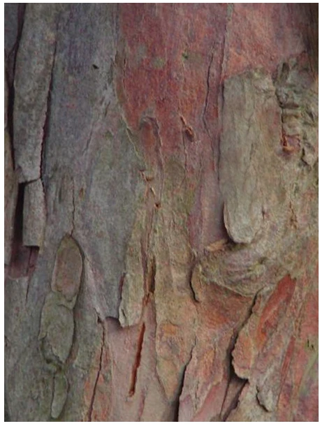 Taxus baccata ( Cis pospolity )