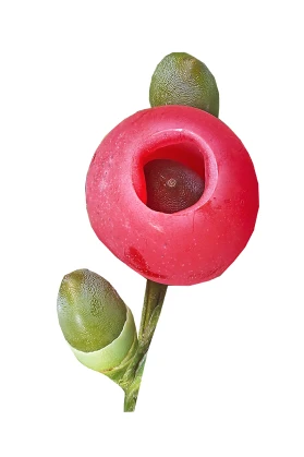 Taxus baccata ( Cis pospolity )