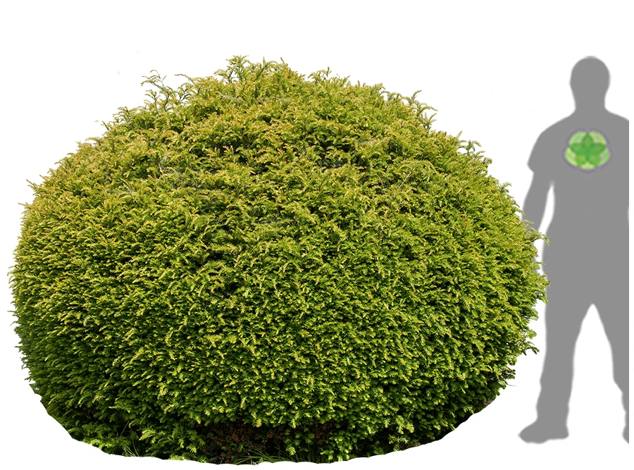Taxus baccata ( Cis pospolity )