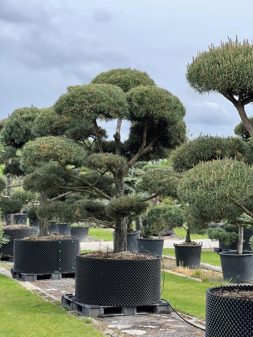 Pinus sylvestris (Sosna pospolita)