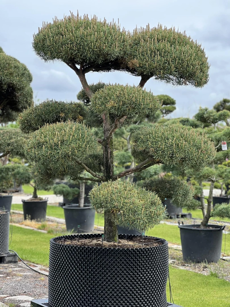 Pinus sylvestris (Sosna pospolita)