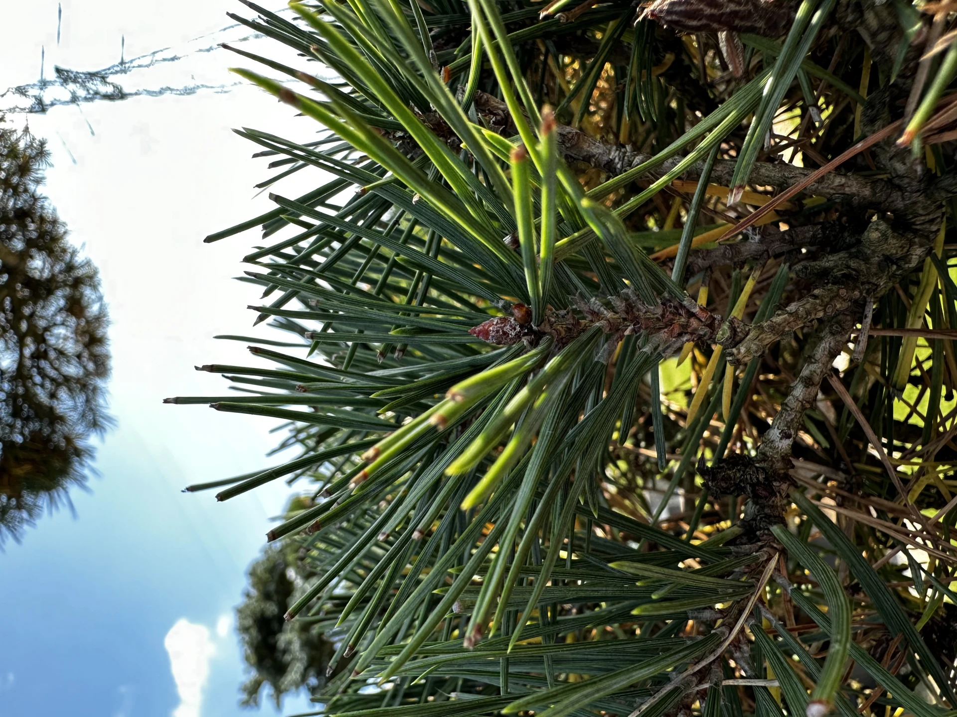 Pinus sylvestris (Sosna pospolita)