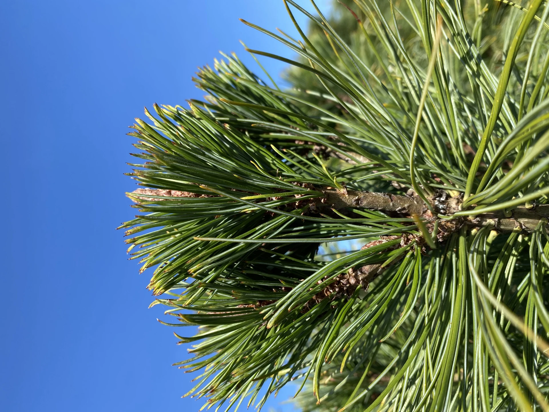 Pinus cembra 'Nana' (Sosna karłowa '' Nana)