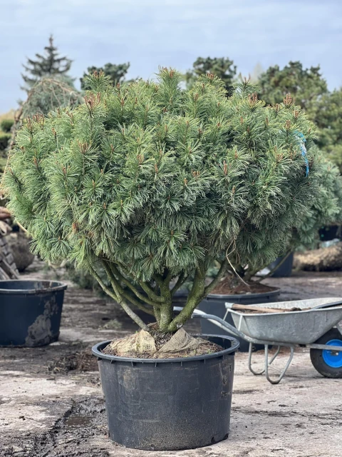 Pinus cembra 'Nana' (Sosna karłowa '' Nana)