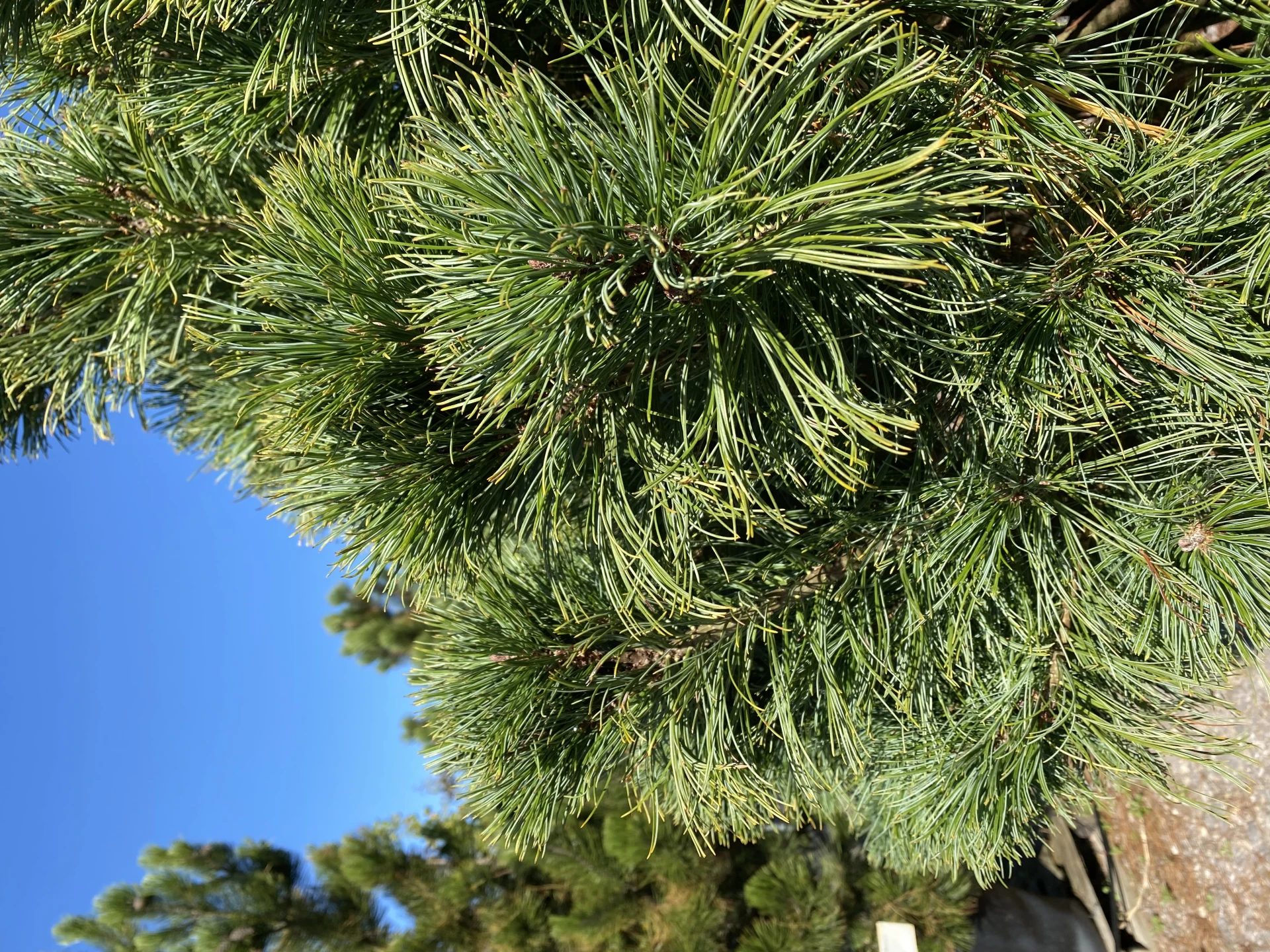 Pinus cembra 'Nana' (Sosna karłowa '' Nana)