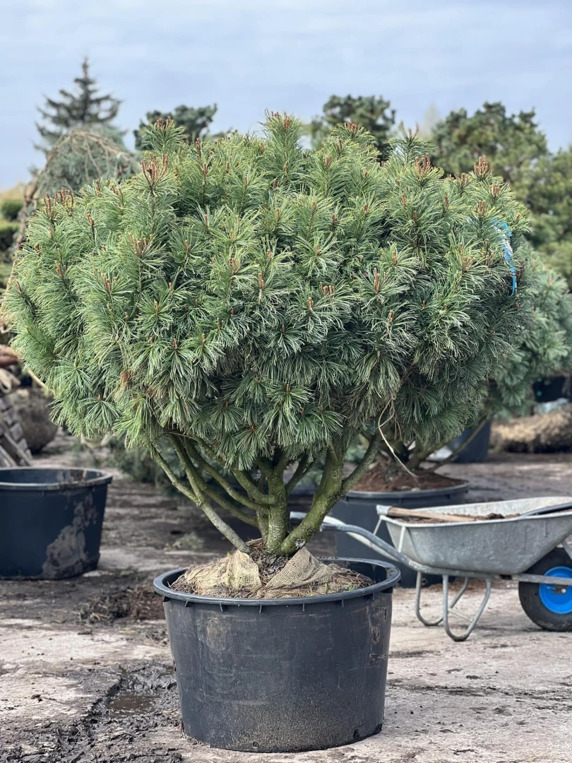 Pinus cembra 'Nana' (Sosna karłowa '' Nana)