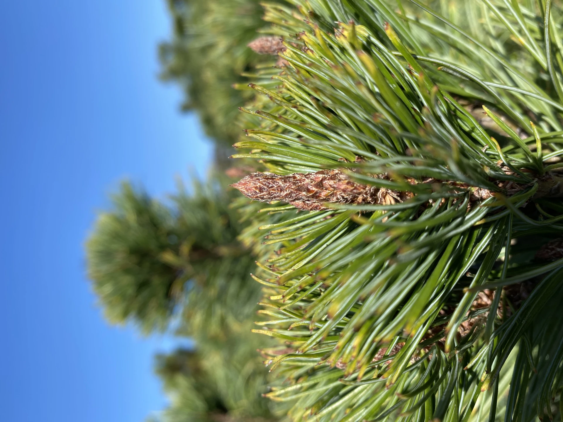 Pinus cembra 'Nana' (Sosna karłowa '' Nana)