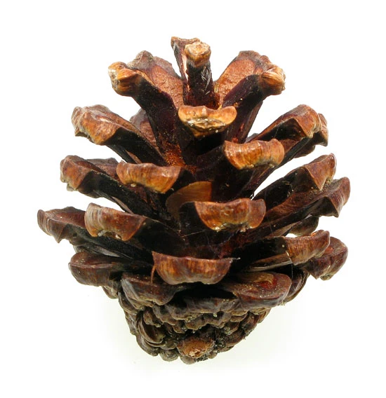 Pinus mugo subsp. mugo (Sosna górska kosodrzewina)