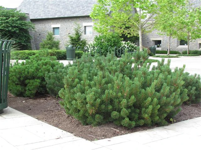 Pinus mugo subsp. mugo (Sosna górska kosodrzewina)