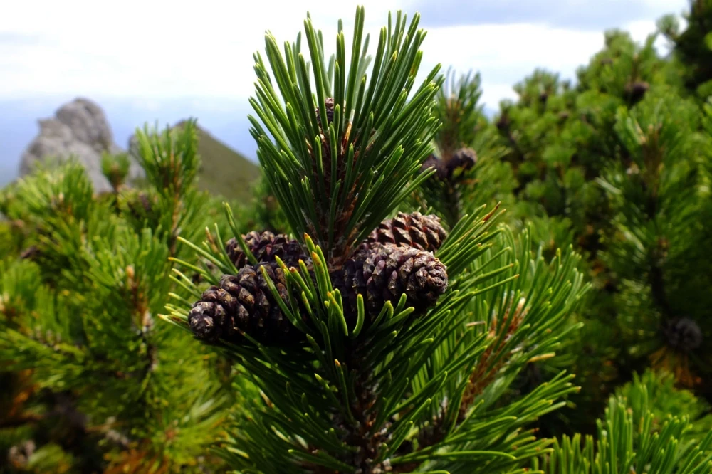 Pinus mugo subsp. mugo (Sosna górska kosodrzewina)