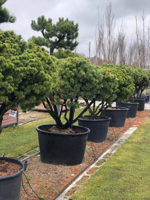 Pinus mugo subsp. mugo (Sosna górska kosodrzewina)