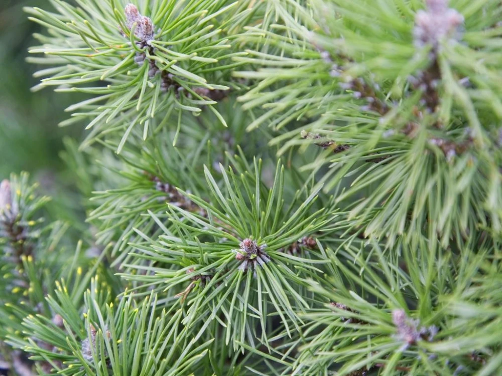 Pinus mugo subsp. mugo (Sosna górska kosodrzewina)