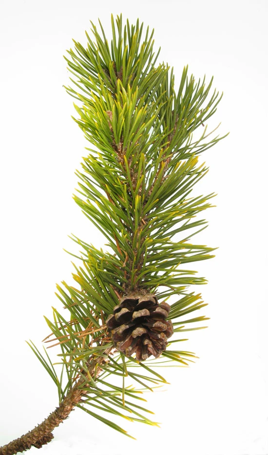 Pinus mugo subsp. mugo (Sosna górska kosodrzewina)