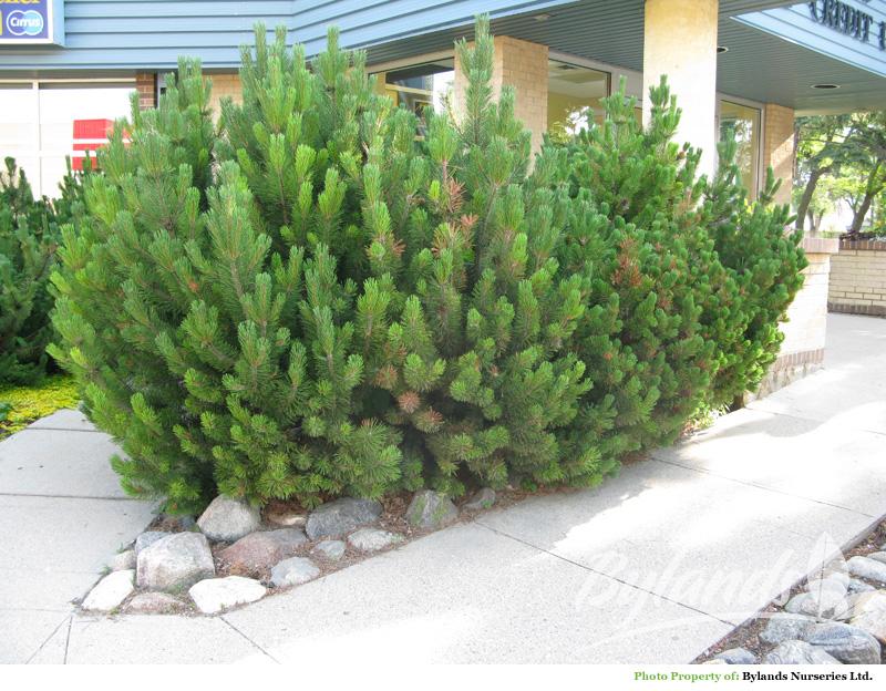 Pinus mugo subsp. mugo (Sosna górska kosodrzewina)