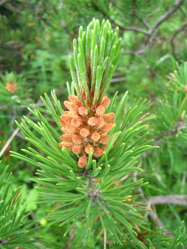 Pinus mugo subsp. mugo (Sosna górska kosodrzewina)
