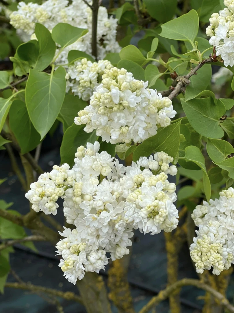 Syringa vulgaris (Lilak pospolity)