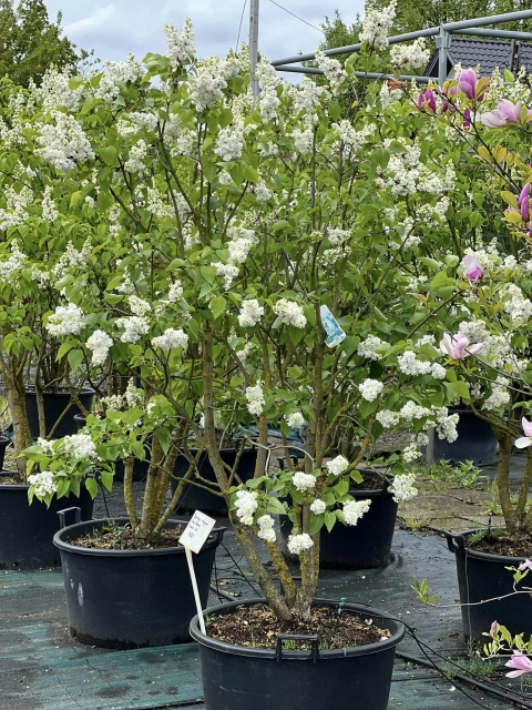 Syringa vulgaris (Lilak pospolity)