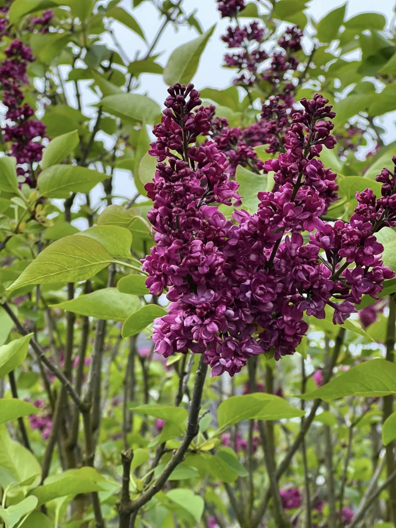 Syringa vulgaris (Lilak pospolity)