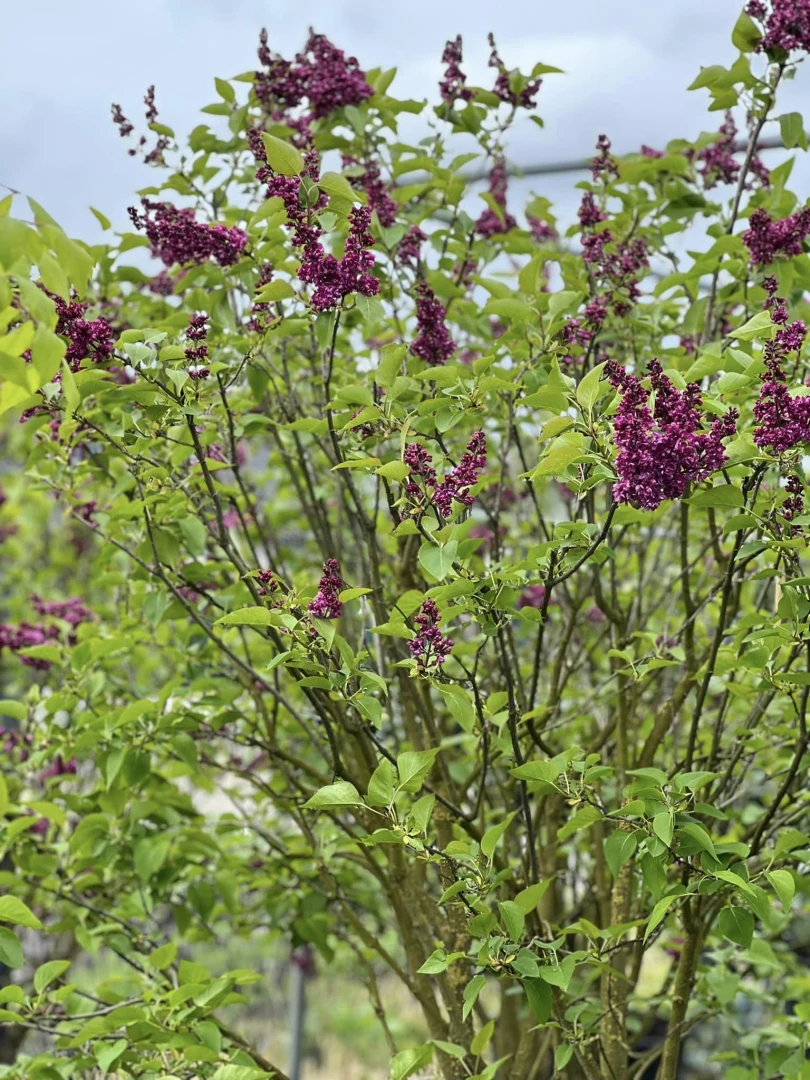 Syringa vulgaris (Lilak pospolity)