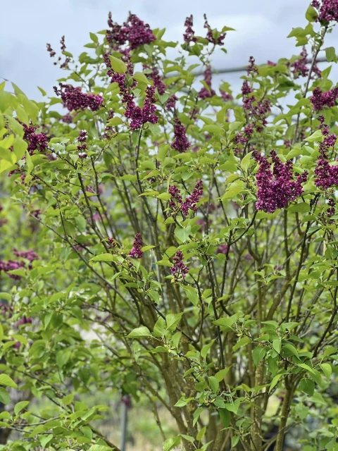 Syringa vulgaris (Lilak pospolity)