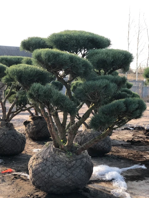 Pinus sylvestris 'Watereri' (Sosna pospolita 'Watereri')