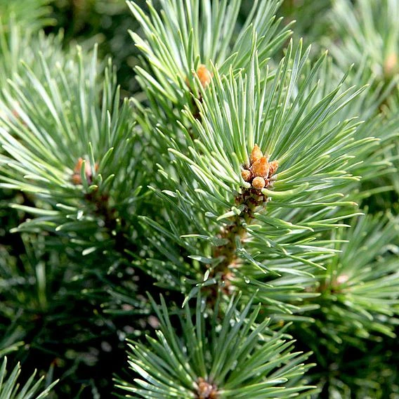 Pinus sylvestris 'Watereri' (Sosna pospolita 'Watereri')