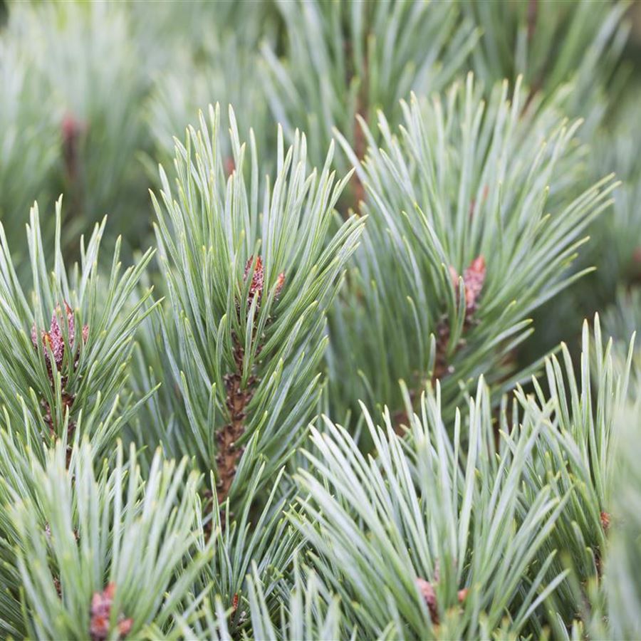 Pinus sylvestris 'Watereri' (Sosna pospolita 'Watereri')